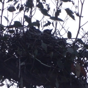 Gymnorhina tibicen at O'Malley, ACT - 6 Oct 2023 06:49 AM