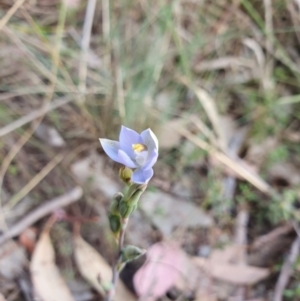 Thelymitra sp. (pauciflora complex) at Canberra Central, ACT - 12 Oct 2023
