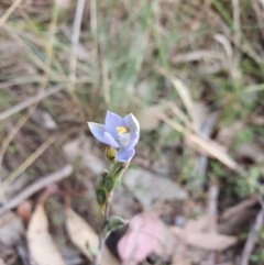 Thelymitra sp. (pauciflora complex) (Sun Orchid) at Point 4761 - 12 Oct 2023 by Bubbles