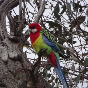 Platycercus eximius at O'Malley, ACT - 4 Oct 2023