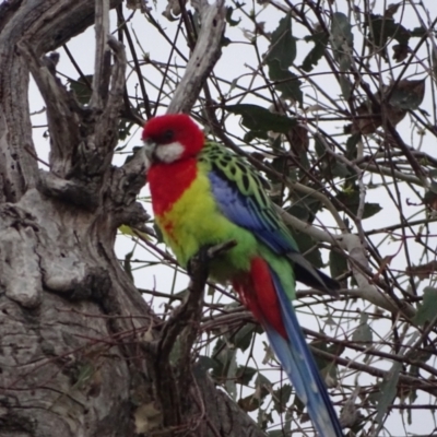Platycercus eximius (Eastern Rosella) at O'Malley, ACT - 3 Oct 2023 by Mike