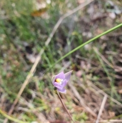 Thelymitra sp. (pauciflora complex) (Sun Orchid) at Black Mountain - 12 Oct 2023 by Bubbles
