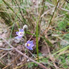 Thelymitra brevifolia (Short-leaf Sun Orchid) at Black Mountain - 12 Oct 2023 by Bubbles