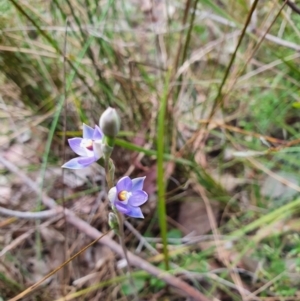 Thelymitra brevifolia at Point 4761 - 12 Oct 2023