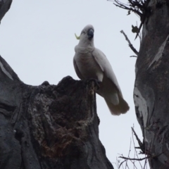 Cacatua galerita (Sulphur-crested Cockatoo) at GG168 - 3 Oct 2023 by Mike