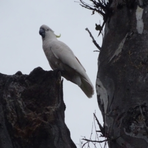 Cacatua galerita at O'Malley, ACT - 4 Oct 2023 06:58 AM