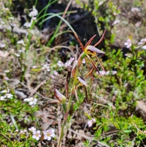 Lyperanthus suaveolens at Canberra Central, ACT - suppressed