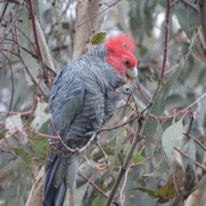 Callocephalon fimbriatum at O'Malley, ACT - 4 Oct 2023