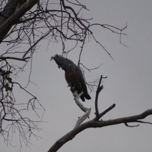 Callocephalon fimbriatum at O'Malley, ACT - 4 Oct 2023