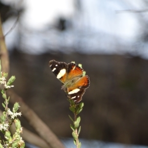 Vanessa itea at Tuggeranong, ACT - 6 Oct 2023 04:34 PM