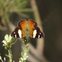 Vanessa itea at Tuggeranong, ACT - 6 Oct 2023 04:34 PM