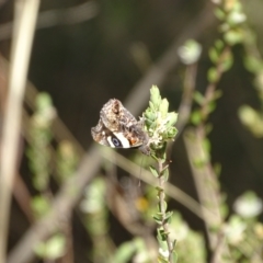 Vanessa itea at Tuggeranong, ACT - 6 Oct 2023 04:34 PM