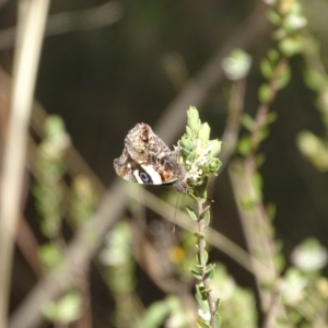 Vanessa itea at Tuggeranong, ACT - 6 Oct 2023 04:34 PM