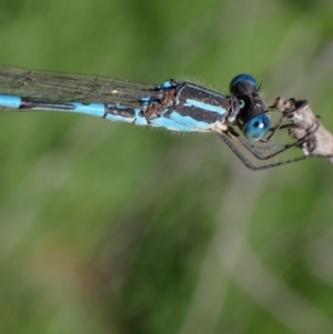 Austrolestes leda at Murrumbateman, NSW - 7 Oct 2023 02:57 PM