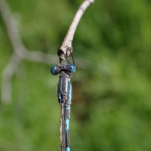 Austrolestes leda at Murrumbateman, NSW - 7 Oct 2023 02:57 PM