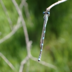 Austrolestes leda at Murrumbateman, NSW - 7 Oct 2023