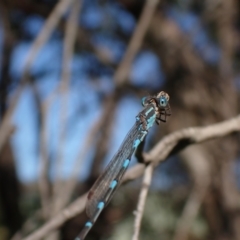 Austrolestes leda at Murrumbateman, NSW - 7 Oct 2023