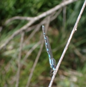 Austrolestes leda at Murrumbateman, NSW - 7 Oct 2023