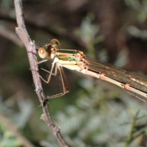 Austrolestes analis at Murrumbateman, NSW - 7 Oct 2023