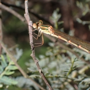 Austrolestes analis at Murrumbateman, NSW - 7 Oct 2023