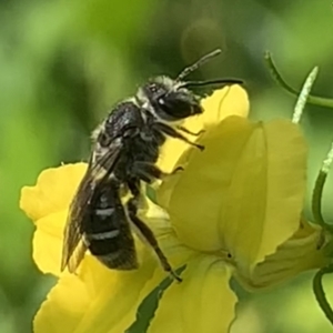 Lasioglossum (Chilalictus) sp. (genus & subgenus) at Dulwich Hill, NSW - 23 Sep 2023