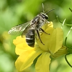 Lasioglossum (Chilalictus) sp. (genus & subgenus) at Dulwich Hill, NSW - 23 Sep 2023