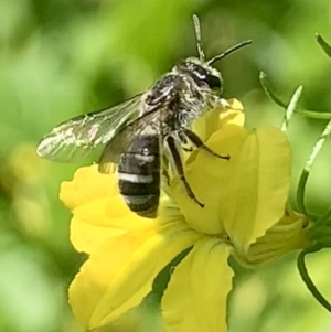Lasioglossum (Chilalictus) sp. (genus & subgenus) at Dulwich Hill, NSW - 23 Sep 2023 12:46 PM