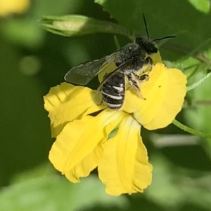 Lasioglossum (Chilalictus) sp. (genus & subgenus) at Dulwich Hill, NSW - 23 Sep 2023 12:46 PM