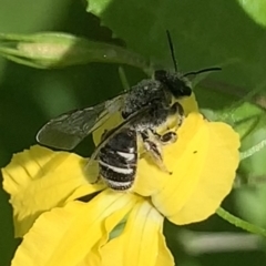 Lasioglossum (Chilalictus) sp. (genus & subgenus) at Dulwich Hill, NSW - 23 Sep 2023