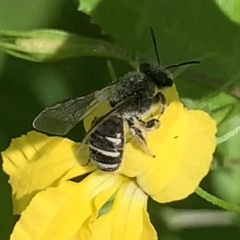 Lasioglossum (Chilalictus) sp. (genus & subgenus) at Dulwich Hill, NSW - 23 Sep 2023 12:46 PM