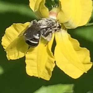 Lasioglossum (Chilalictus) sp. (genus & subgenus) at Dulwich Hill, NSW - 23 Sep 2023 12:46 PM