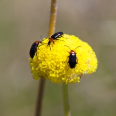 Atoichus bicolor (Darkling beetle) at Rendezvous Creek, ACT - 11 Oct 2023 by MichaelWenke
