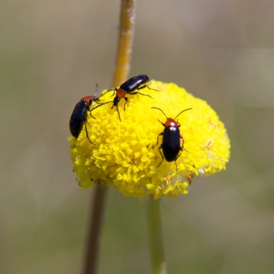 Atoichus bicolor (Darkling beetle) at Rendezvous Creek, ACT - 11 Oct 2023 by MichaelWenke
