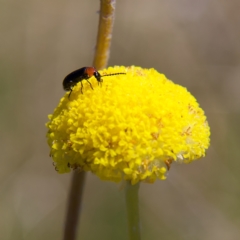 Atoichus bicolor at Rendezvous Creek, ACT - 11 Oct 2023