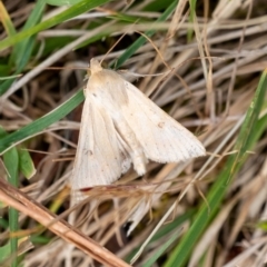 Helicoverpa (genus) at Wingecarribee Local Government Area - 10 Oct 2023 by Aussiegall