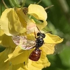 Exoneura sp. (genus) (A reed bee) at Dulwich Hill, NSW - 25 Sep 2023 by JudeWright