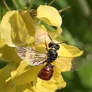 Exoneura sp. (genus) at Dulwich Hill, NSW - 25 Sep 2023