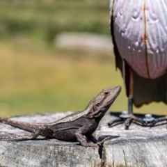 Amphibolurus muricatus (Jacky Lizard) at Penrose - 12 Oct 2023 by Aussiegall