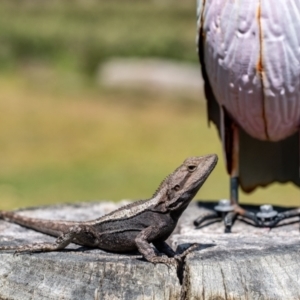 Amphibolurus muricatus at Penrose - suppressed