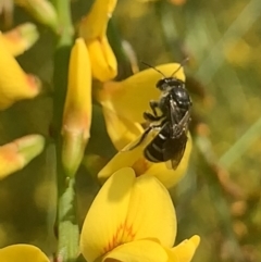 Lasioglossum (Chilalictus) sp. (genus & subgenus) (Halictid bee) at Mount Annan, NSW - 27 Sep 2023 by JudeWright