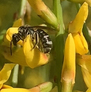 Lasioglossum (Chilalictus) sp. (genus & subgenus) at Mount Annan, NSW - 27 Sep 2023