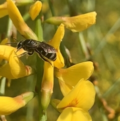 Lasioglossum (Chilalictus) sp. (genus & subgenus) at Mount Annan, NSW - 27 Sep 2023 01:39 PM