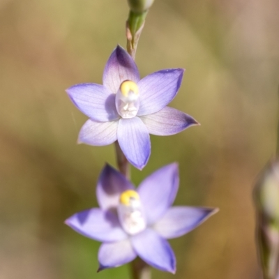 Thelymitra peniculata at Penrose, NSW - 12 Oct 2023 by Aussiegall