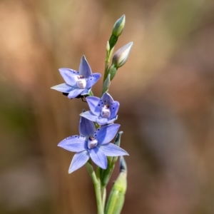 Thelymitra ixioides at Penrose, NSW - 12 Oct 2023