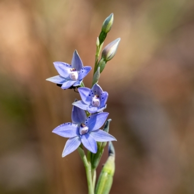 Thelymitra ixioides (Dotted Sun Orchid) at Penrose, NSW - 12 Oct 2023 by Aussiegall