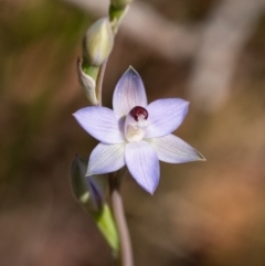 Thelymitra sp. aff. cyanapicata (Blue Top Sun-orchid) at Penrose - 12 Oct 2023 by Aussiegall