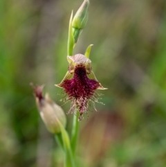 Calochilus robertsonii (Beard Orchid) at Penrose - 12 Oct 2023 by Aussiegall