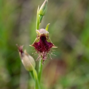 Calochilus robertsonii at Penrose, NSW - 12 Oct 2023