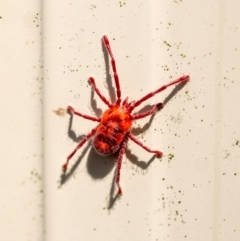 Trombidiidae (family) at Penrose, NSW - 12 Oct 2023 by Aussiegall