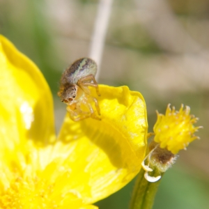 Salticidae (family) at Rendezvous Creek, ACT - 11 Oct 2023